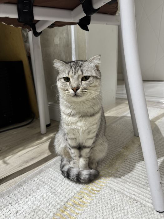 кошка вислоухи шотланский девочка