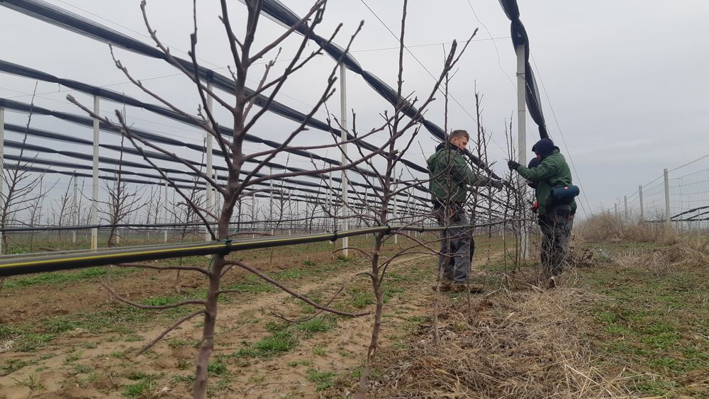 Taieri pomi fructiferi Tai pomi