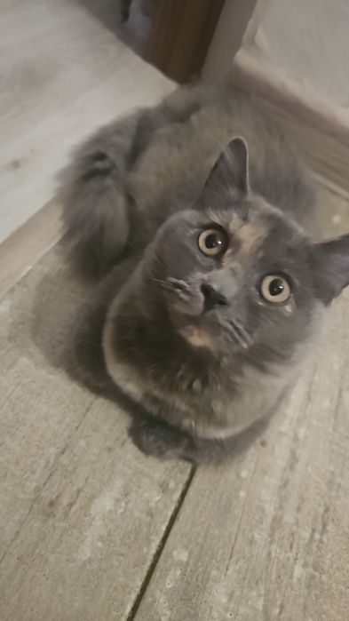 Отдам котёнка в добрые и ласковые руки