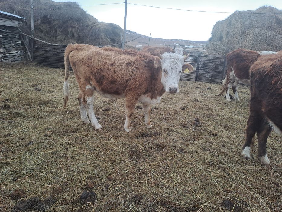 Сиырлар сатылады