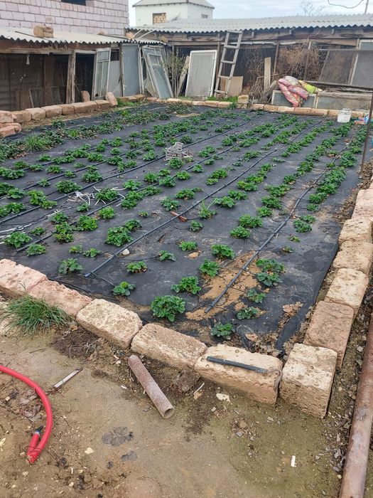 Клубника Рассада Карина