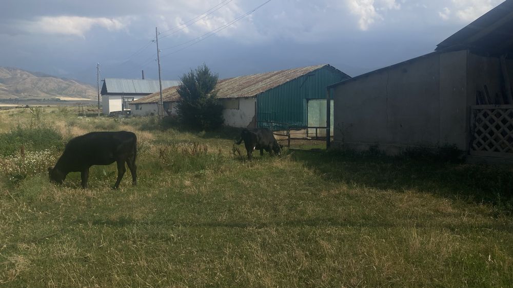 Срочно продается фазенда