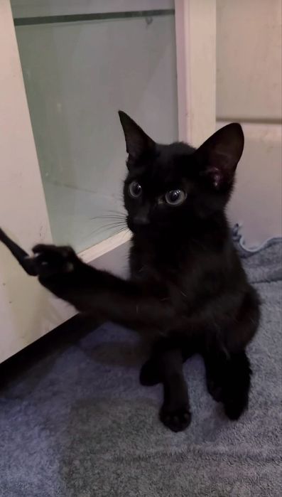 Котенок в добрые руки