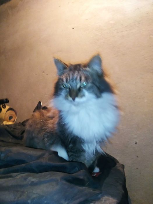 Отдам бесплатно 2 Кошек