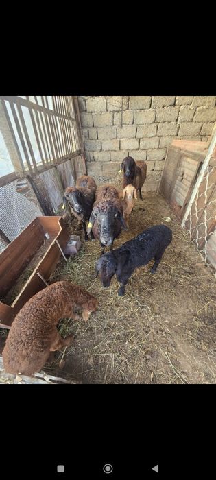 Қозылы қой 130000нан