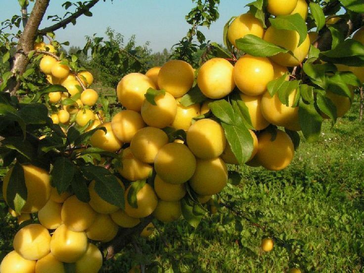 Pomi Fructiferi Columnari (Soiuri De Cais )