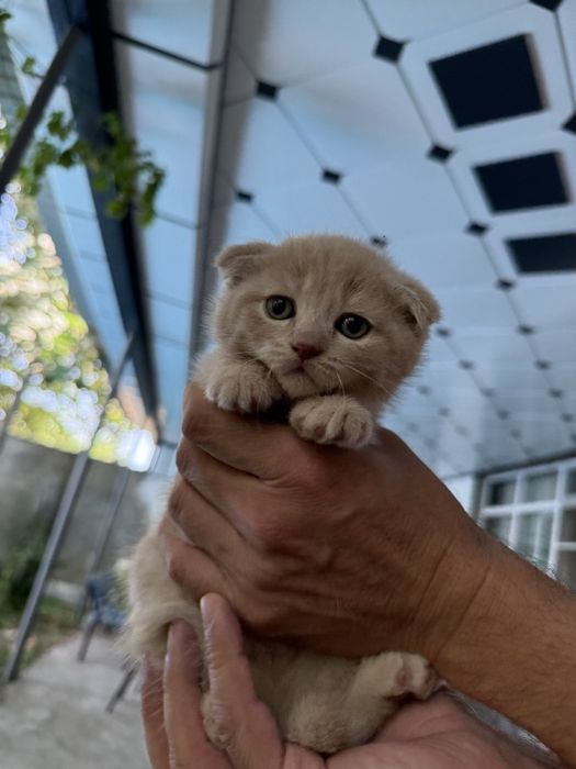 Породистые Котята Шотландской породы фул/страйк