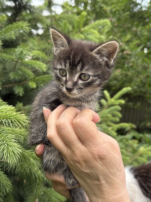 Отдам котят в хорошие руки