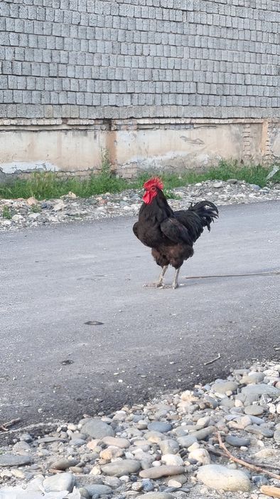 Хуроз Австролорп сотилади