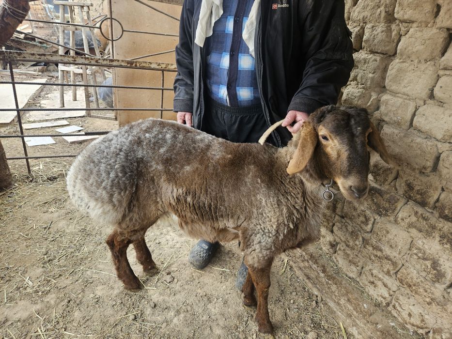 Кузи кучкор сотилади