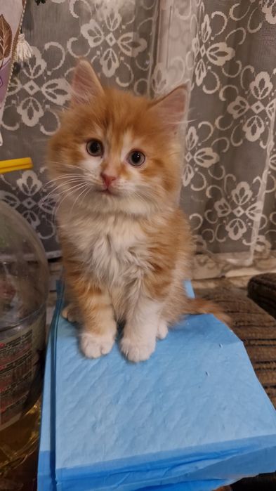 5тыс.Котенок.пушистик2м.