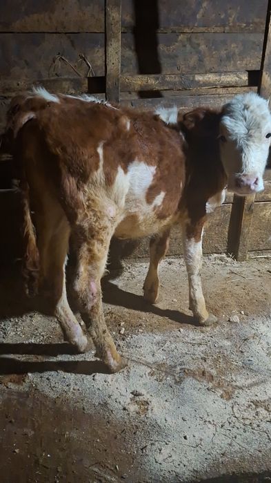 Vând vițică bălțată