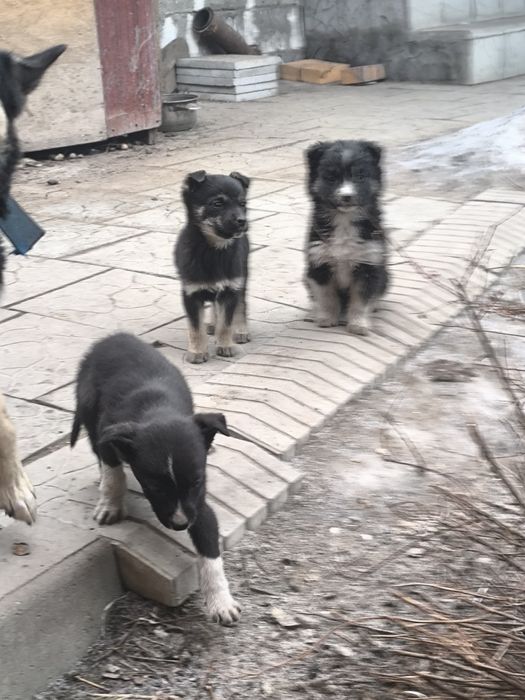 Отдам щенков бесплатно
