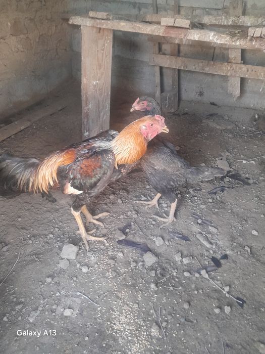 Бойцовой петух прдаю