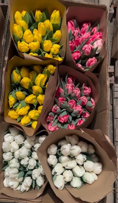 Тюльпаны премиум класса