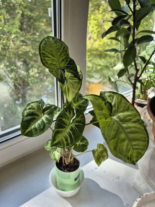 Продам Сингониум