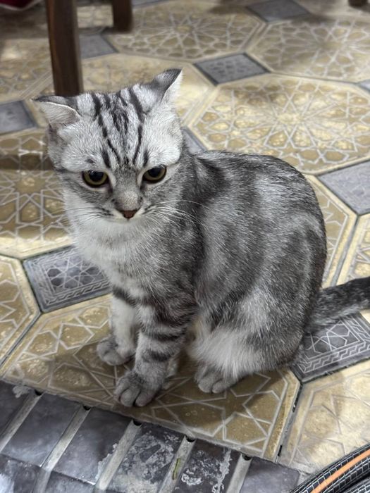 Мушук Кошка Скотиш фолд Киз бола