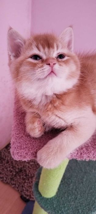 Златни чинчили шотландски котенца