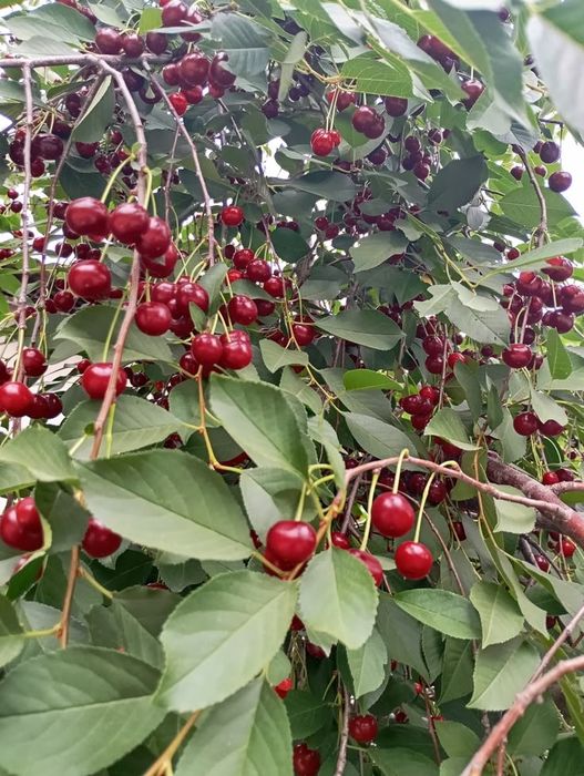 Продам вишню вкусную