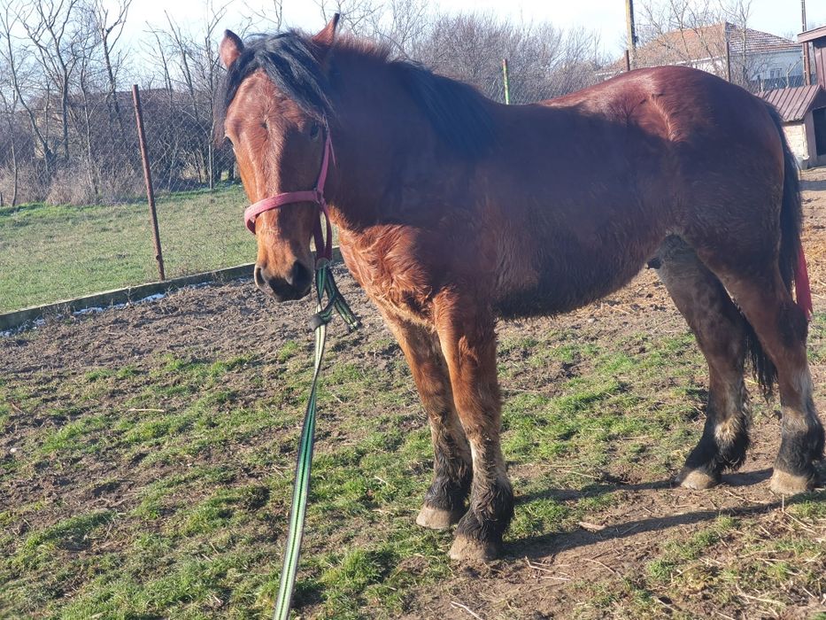 Vând sau schimb carlan