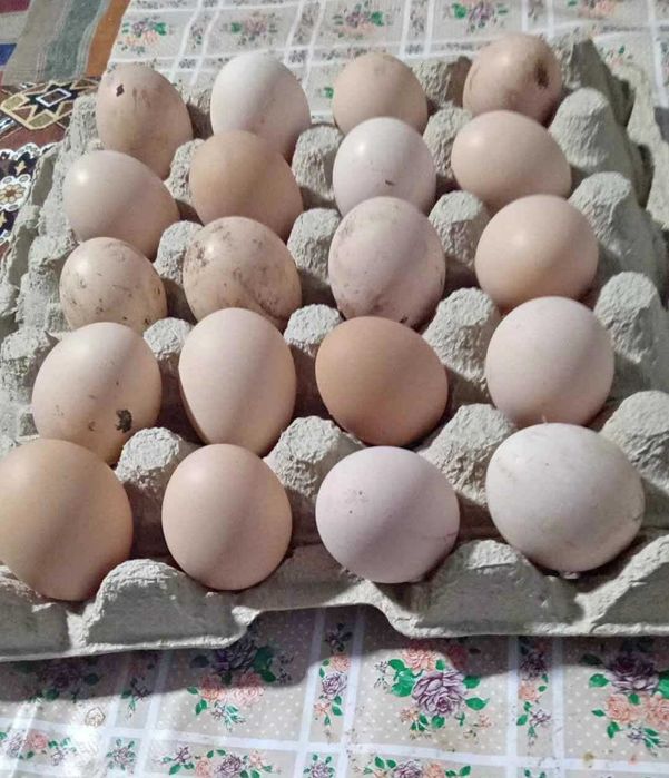 Oua proaspete de țară