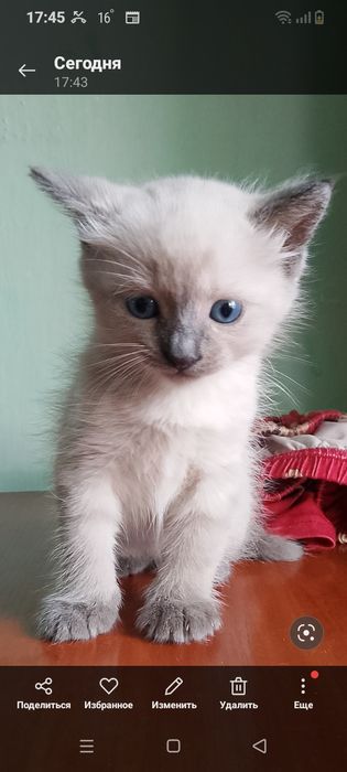 Котята за 2000 тенге