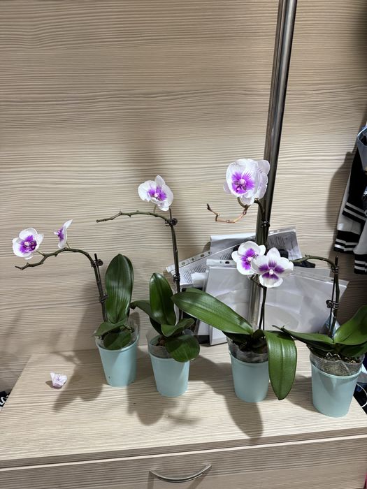 Орхидеи  отцветают, орхидея