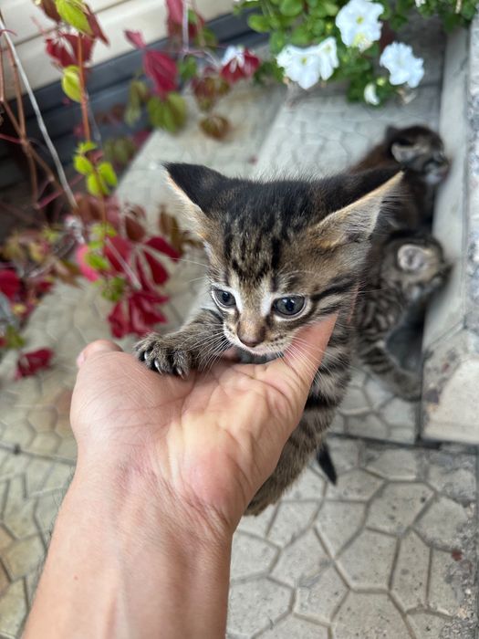 Продаются котята