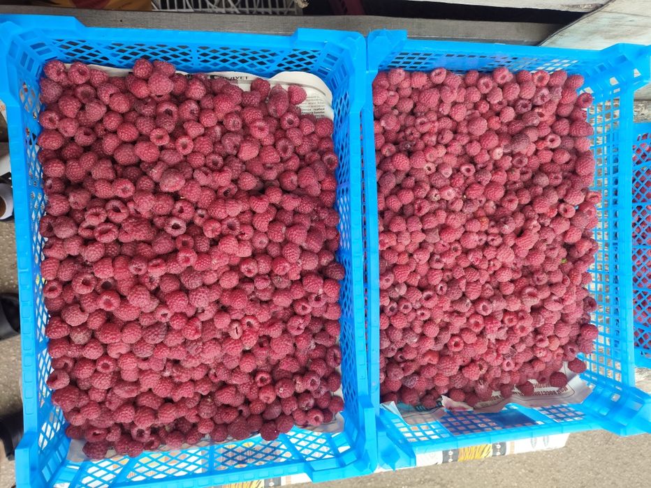 Продам малину шантобе