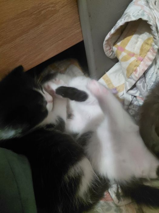 Отдам котят даром