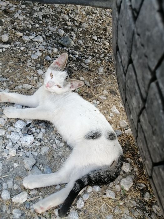 Котенца  - Подарявам Шепичка Любов