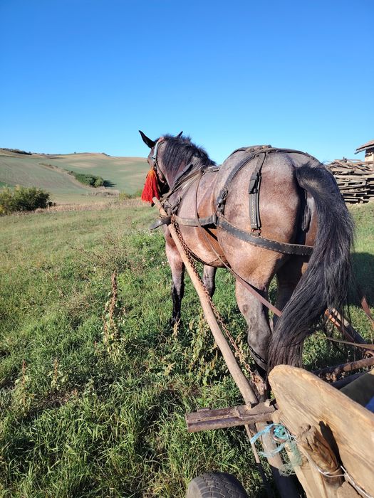 Iapa blândă de 7 ani