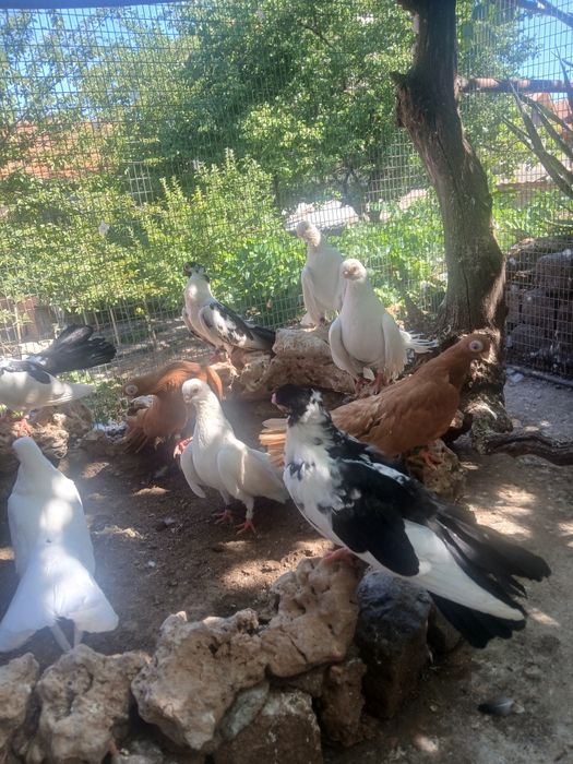 Варненски гълъби