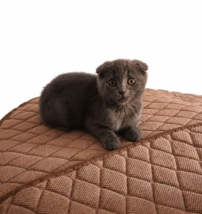 Продаю вислоухих кошек