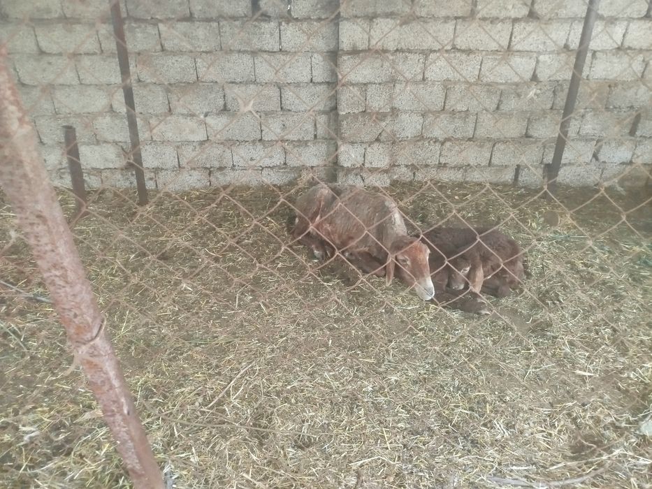 Продаются бараны