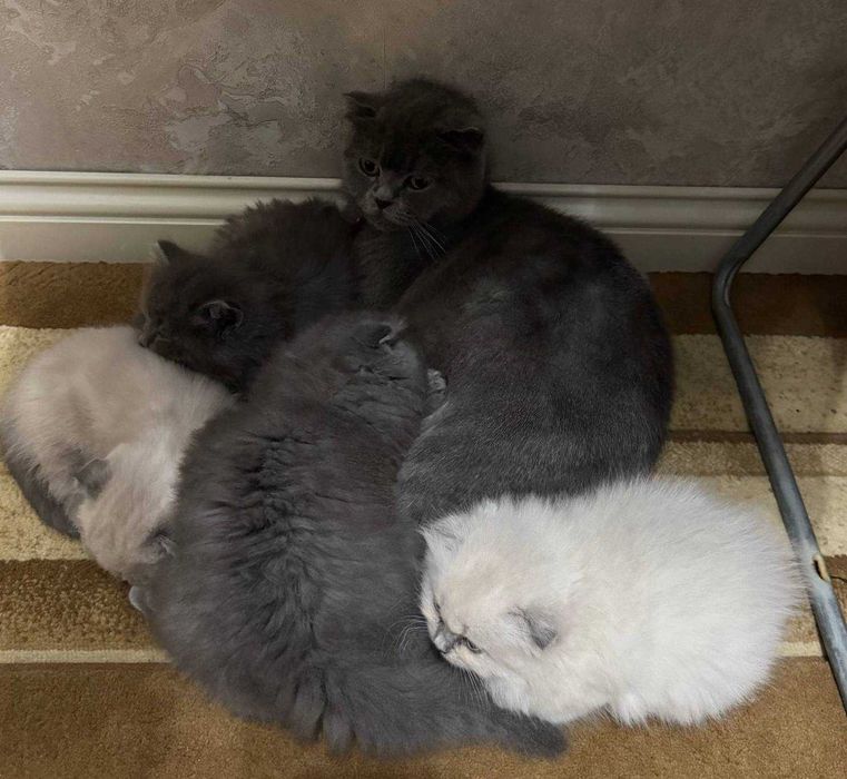 Скоттиш-фолд (Scottish Fold)