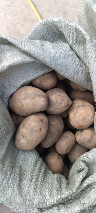 Семенной картофель