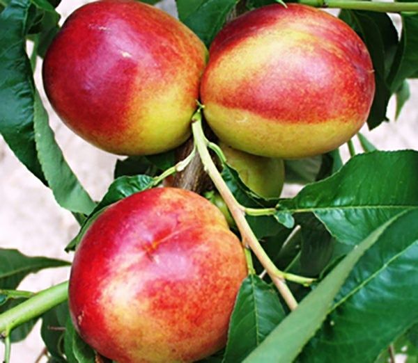 Pomi Fructiferi La GHIVECI (NECTARIN )