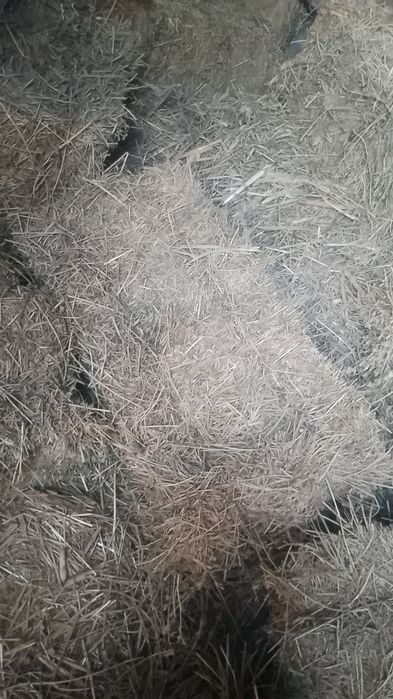 Сомон бугдой и шоли беда. Бугдой дон