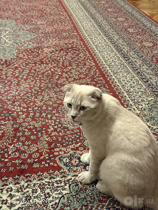 Кошка фолд для добрых рук