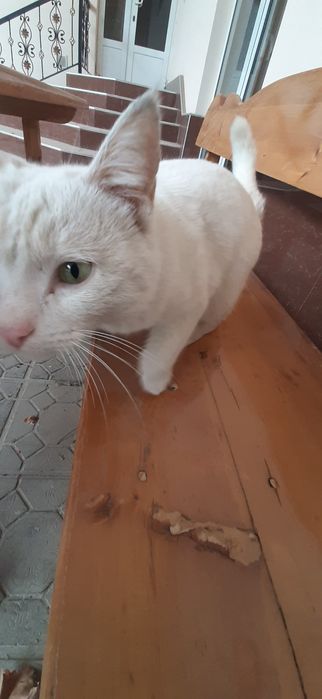 Oq, yashil kuzli scotish stright