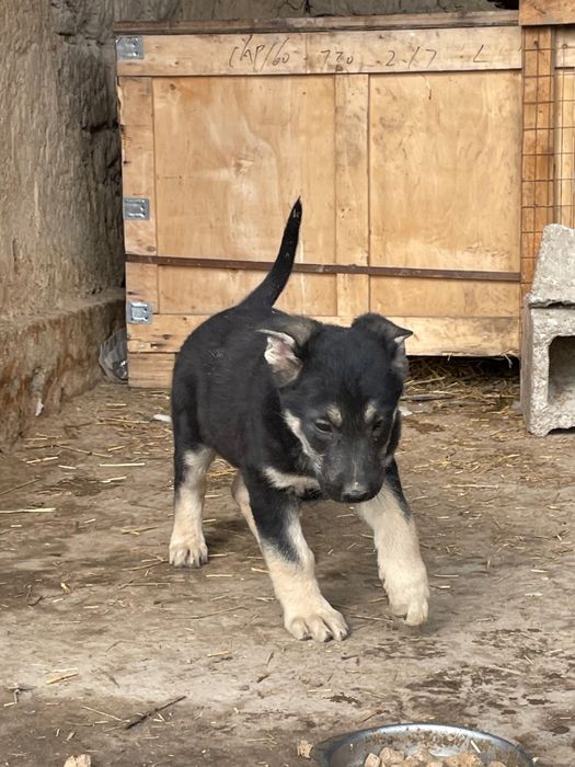 Восточно-европиская овчарка