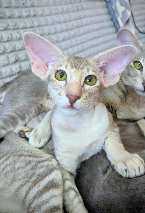 Ориентальная кошечка Уника