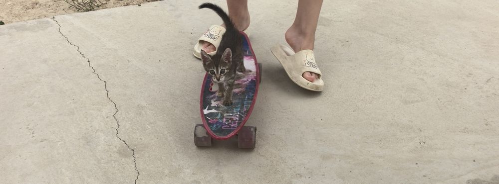 Подарю  красивого котенка