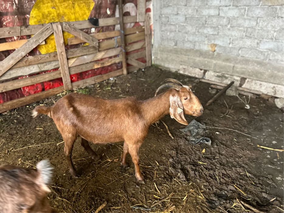 Vand capra anglonubiana