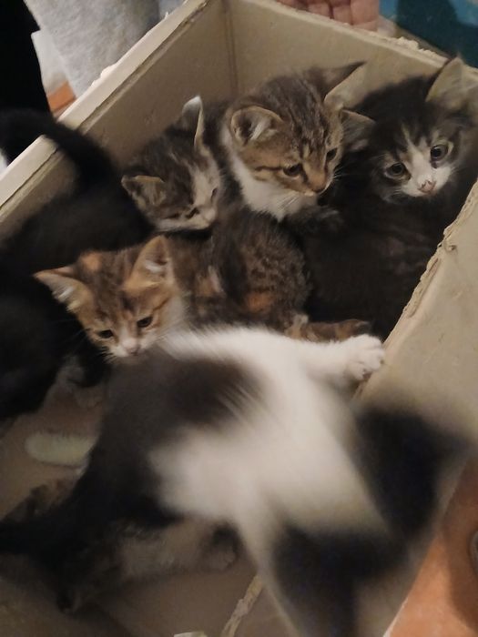 Котята в добрые руки