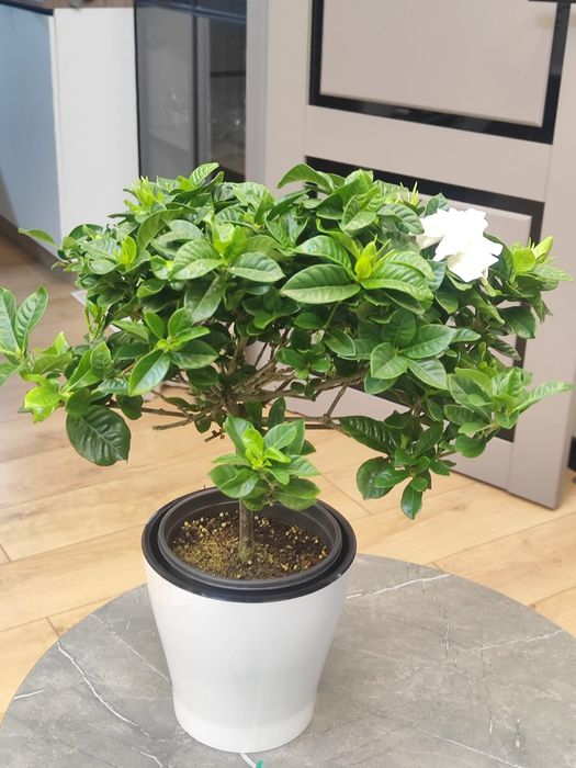 Продам разные комнатные цветы для офиса