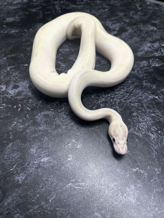 Королевский питон