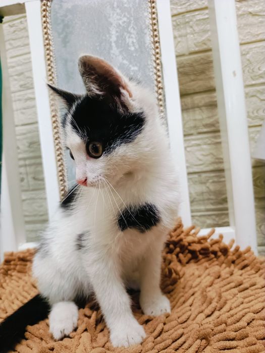 Отдам Котёнка в добрые руки