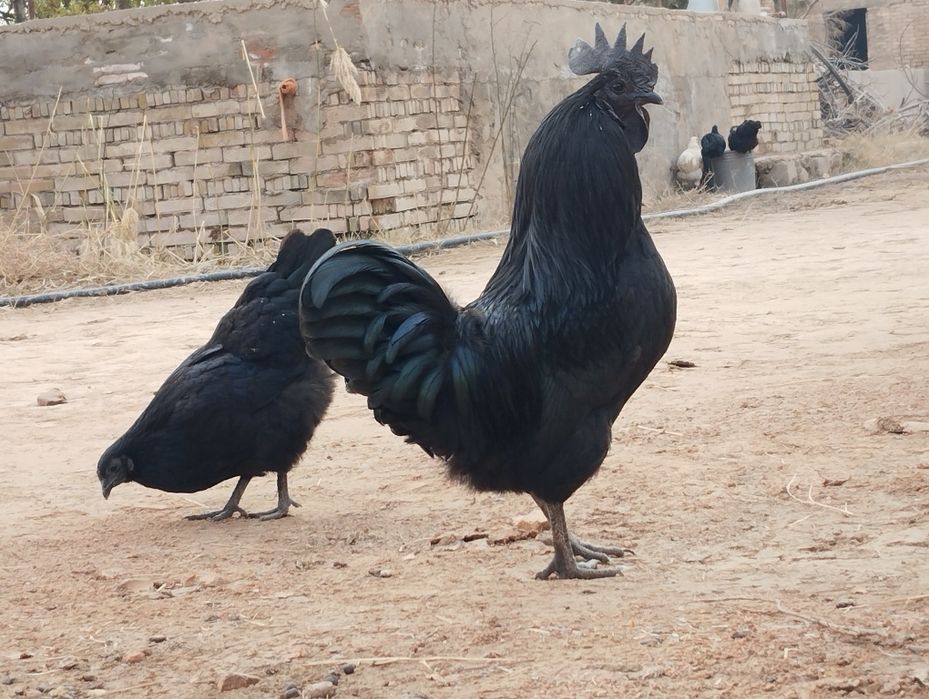 Ухейлиюй инкубацион тухумлари